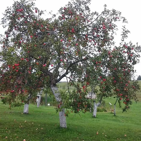 Pumpuri Nyaraló